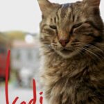 Город Кошек Постер Турецкое Кино
